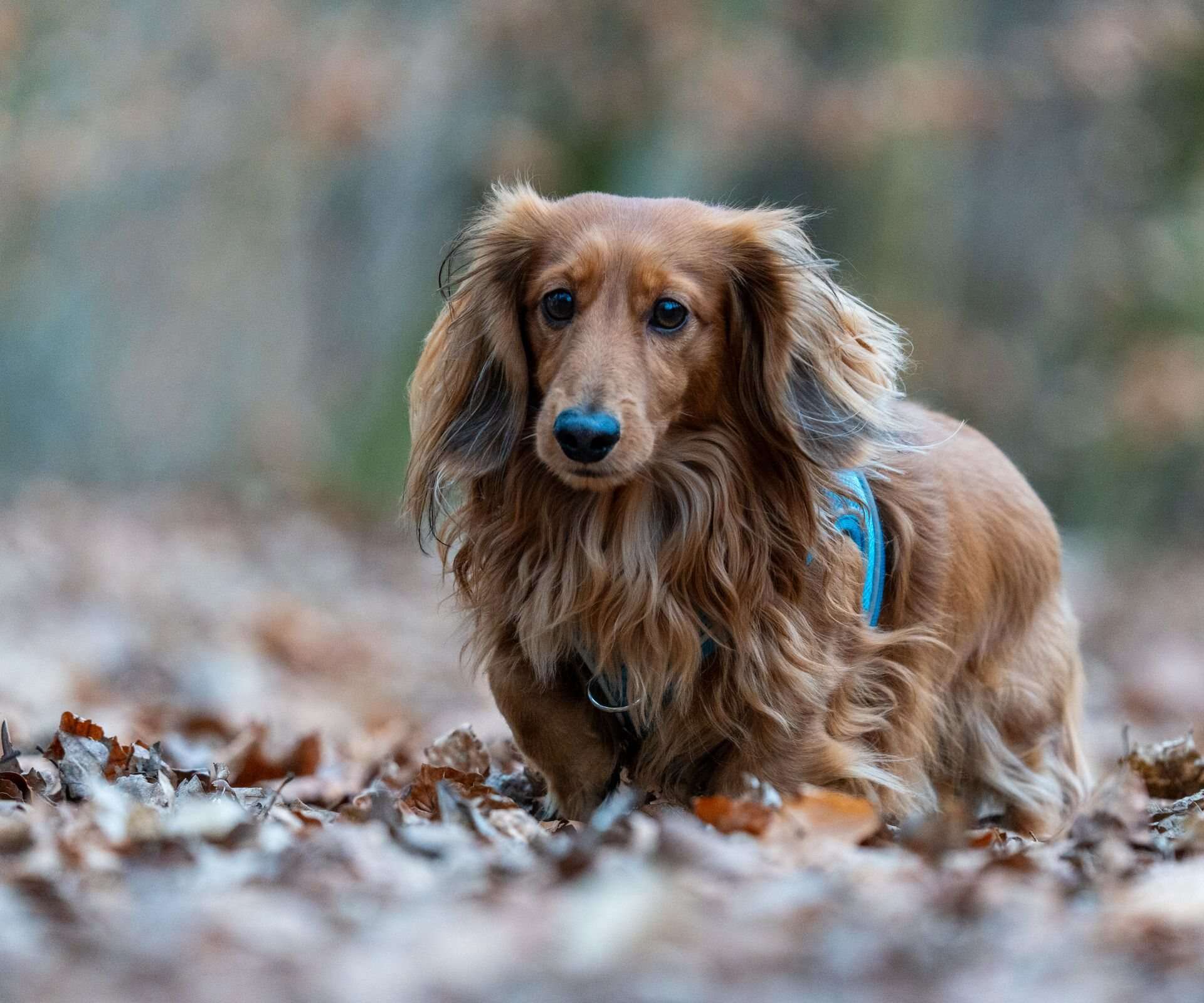 Teckel à poil long dans les feuilles d’automne