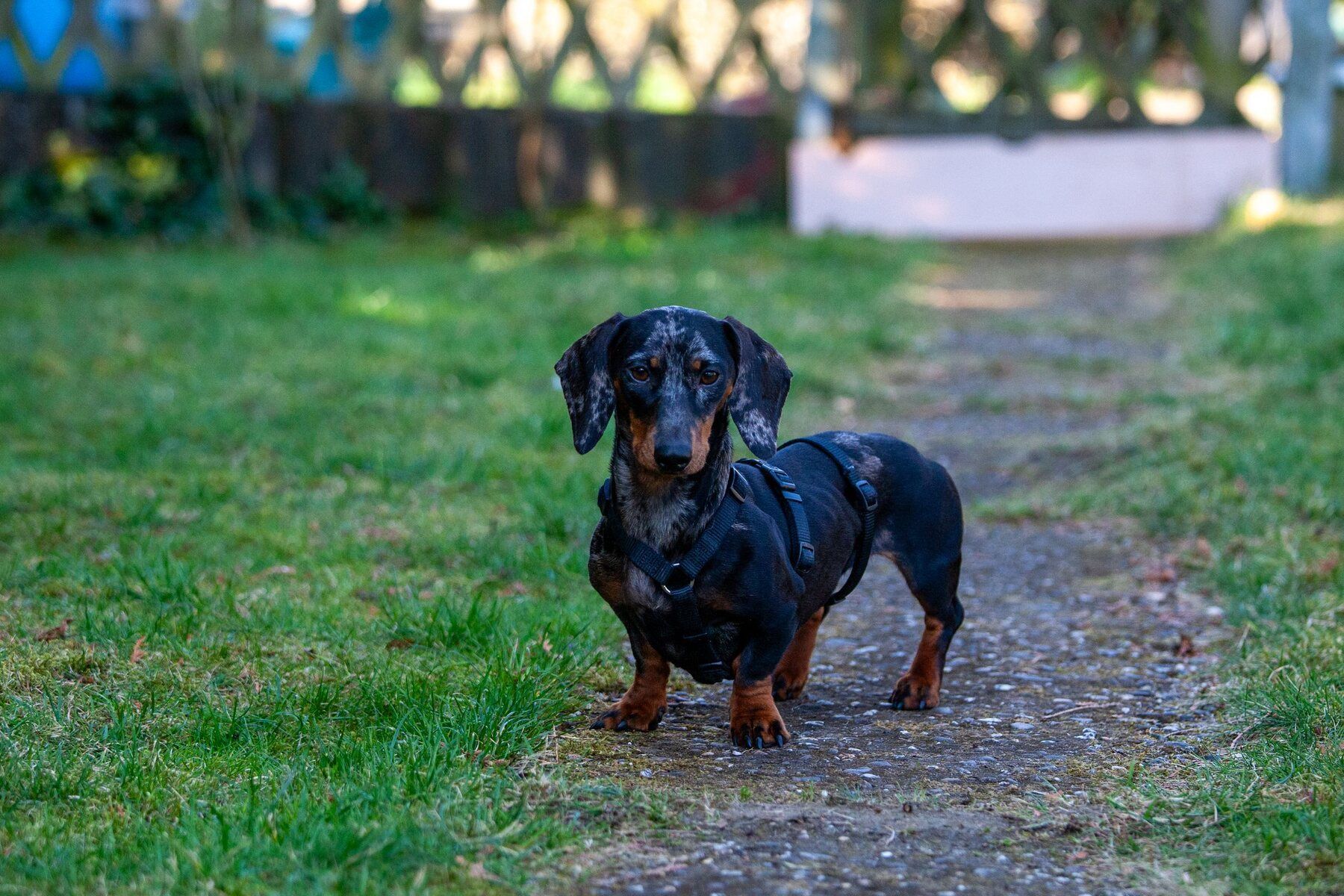 Petit teckel noir et feu à poil ras, debout sur une allée de jardin