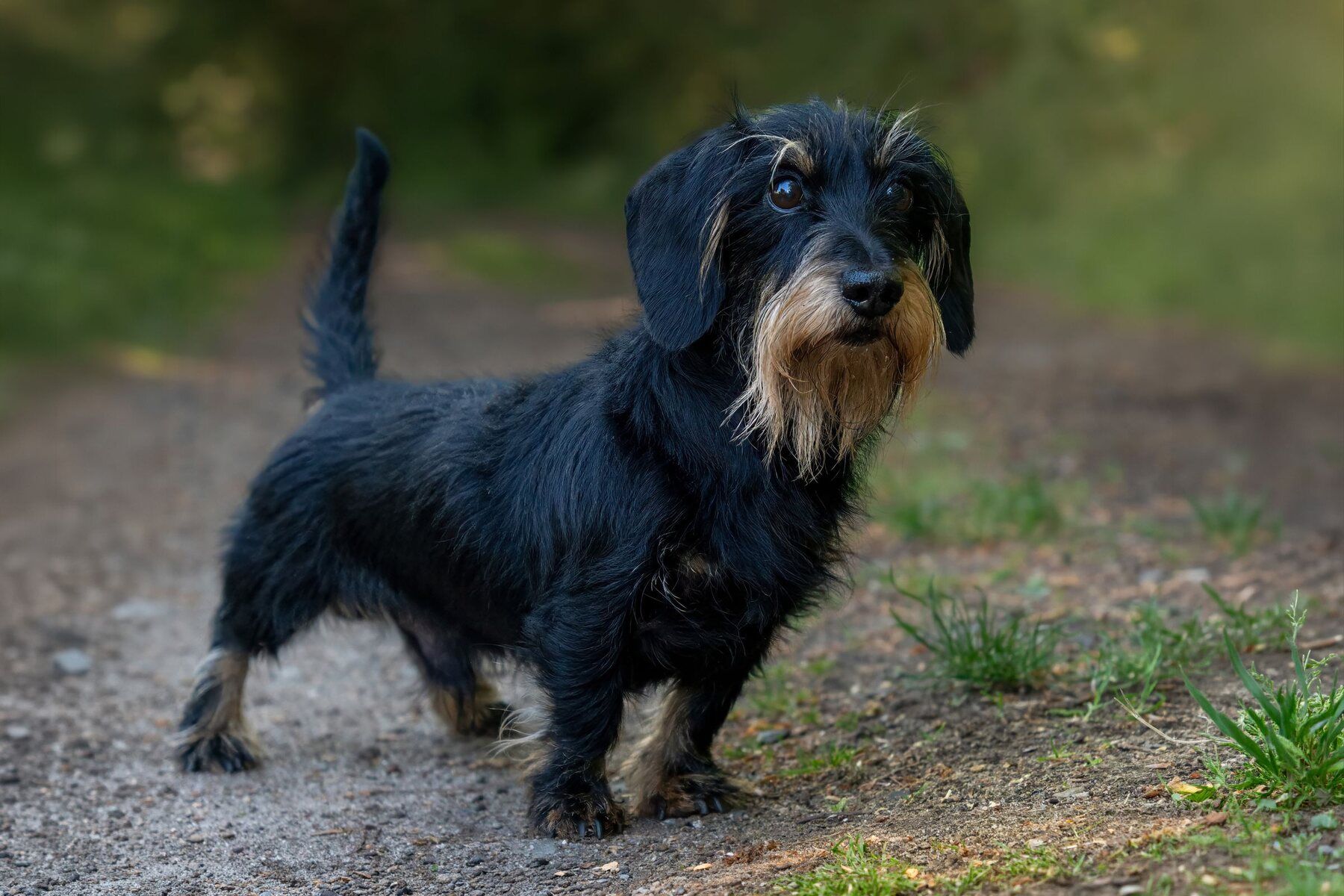 Teckel noir à poil dur, avec barbe et sourcils, sur un chemin forestier