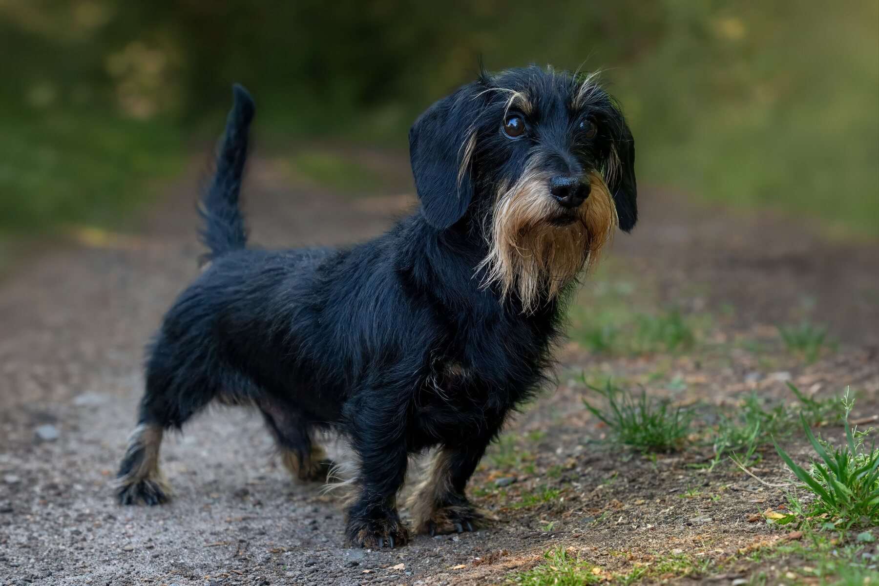 Teckel noir à poil dur, avec barbe et sourcils, sur un chemin forestier